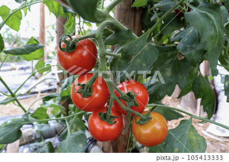 ビニールハウスでのミニトマト(フルティカ)栽培 ビニールハウスでのミニトマト(フルティカ)栽培 105413333