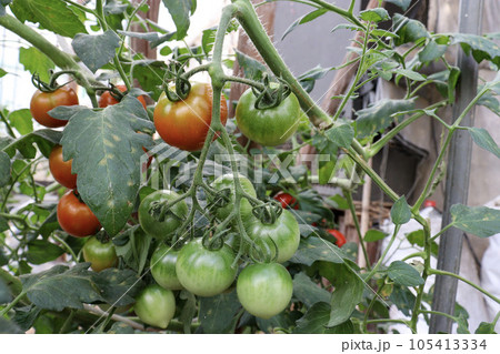 ビニールハウスでのミニトマト(フルティカ)栽培 ビニールハウスでのミニトマト(フルティカ)栽培 105413334
