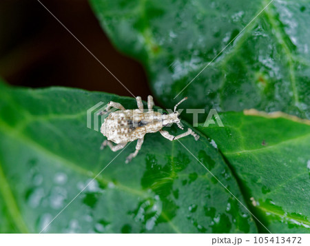 灰白色で背部中央が黒いゾウムシ ゾウムシ科ヒメシロコブゾウムシ 灰白色で背部中央が黒いゾウムシ ゾウムシ科ヒメシロコブゾウムシ 105413472