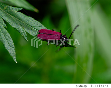 赤い甲虫　ベニボタル科ベニボタル 105413473