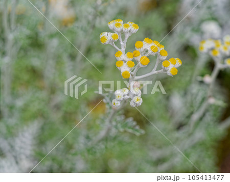 キク科シオン属シロタエギクの花 105413477
