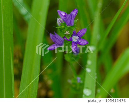 外来種ダンダンキキョウの花 105413478