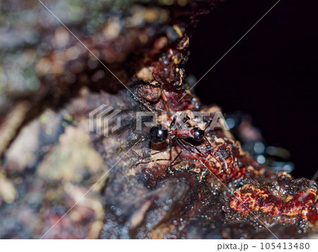 アリ科トゲアリのコロニー 105413480