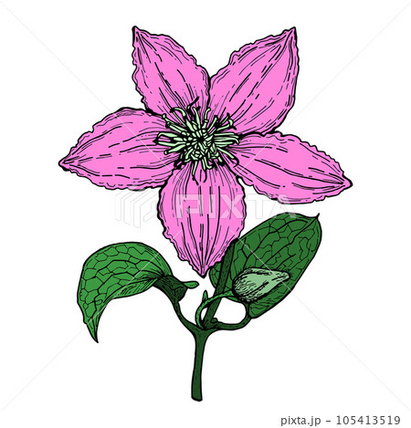 Clematis flower,color isolated illustration,large,for decoration ,for printing,for tableware,office and other things. Clematis flower,color isolated illustration,large,for decoration ,for printing,for tableware,office and other things. 105413519