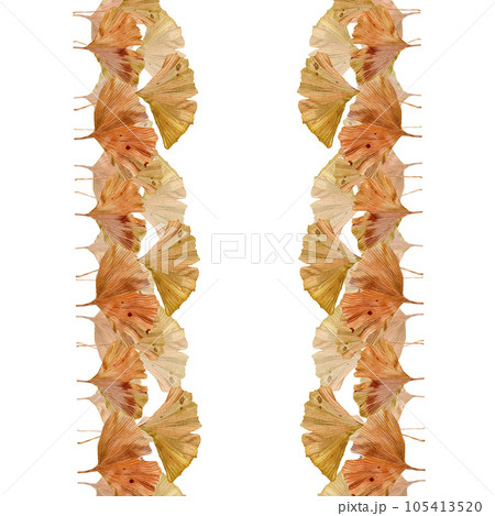 Border of ginkgo biloba leaves on a white background. A pattern of brown ginkgo leaves. Golden autumn leaves in the form of two stripes. Illustrations for textiles, booklets, banners, paper packaging Border of ginkgo biloba leaves on a white background. A pattern of brown ginkgo leaves. Golden autumn leaves in the form of two stripes. Illustrations for textiles, booklets, banners, paper packaging 105413520