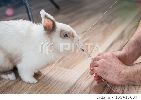 A man gives a rabbit medicine from a syringe. Bunny drinks from a syringe.  105413607