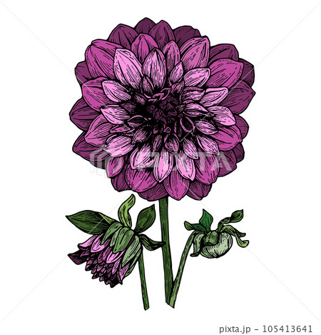 Dahlia graphic illustration, isolated, color, can be used for printing, various designs, postcards, invitations, office, for clothes. 105413641