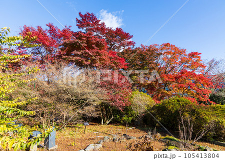 日本屈指の観光地　箱根の秋　紅葉の箱根強羅公園 105413804