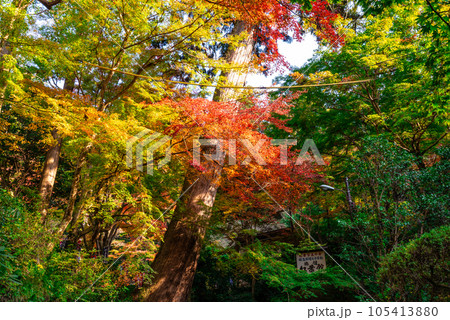 【中国三十三観音霊場】第二十八番 清水寺 参道の紅葉2 島根県安来市 【中国三十三観音霊場】第二十八番 清水寺 参道の紅葉2 島根県安来市 105413880