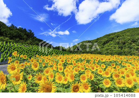 志摩観光農園　満開のひまわり 105414088