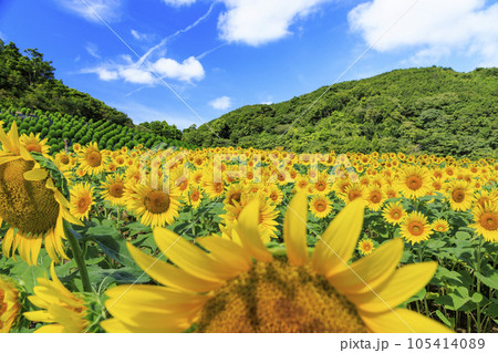志摩観光農園　満開のひまわり 105414089