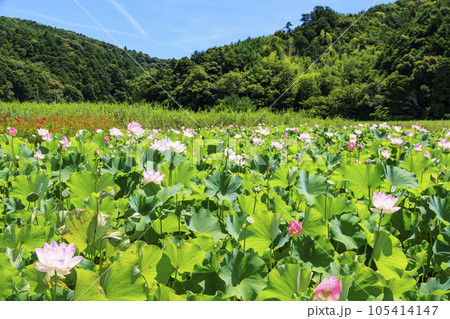 二見しょうぶロマンの森　満開のハス 105414147