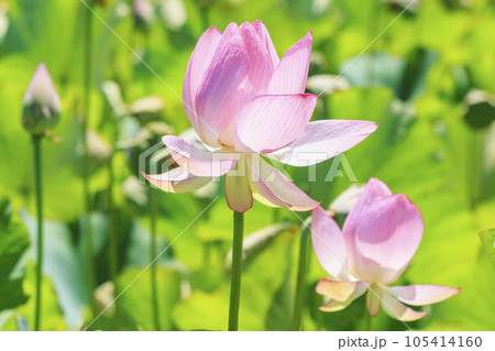 二見しょうぶロマンの森　満開のハス 105414160