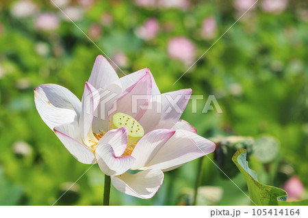 二見しょうぶロマンの森　満開のハス 105414164