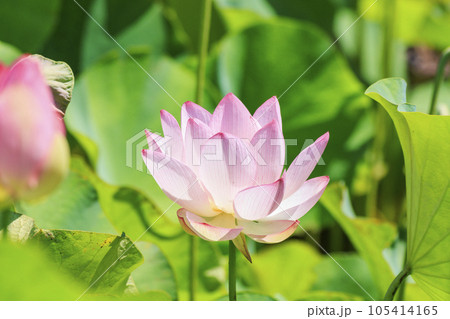 二見しょうぶロマンの森　満開のハス 105414165