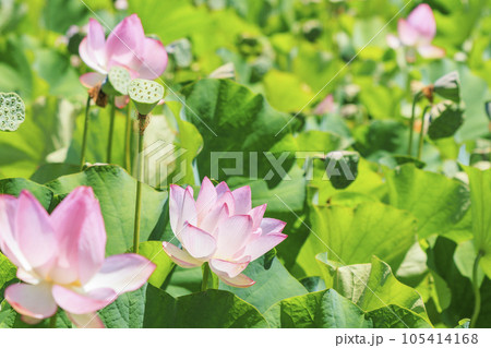 二見しょうぶロマンの森　満開のハス 105414168