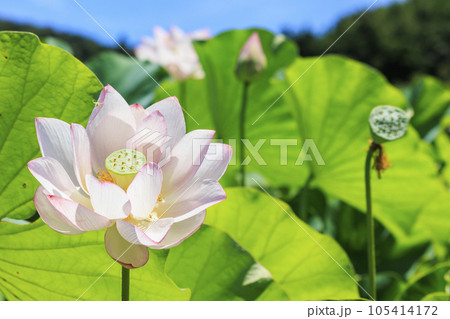 二見しょうぶロマンの森　満開のハス 105414172