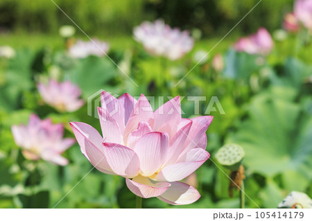 二見しょうぶロマンの森　満開のハス 105414179