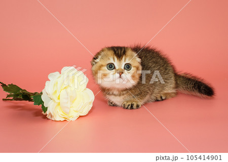 Small Scottish fold kitten and a white flower 105414901