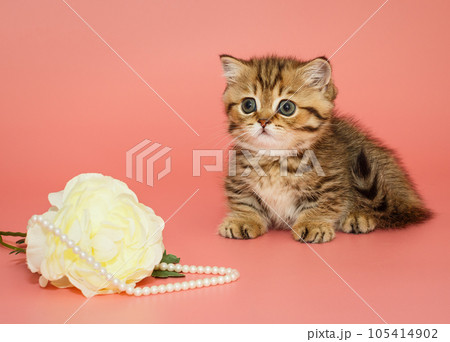 Small, funny Scottish kitten and a white flower with pearls Small, funny Scottish kitten and a white flower with pearls 105414902