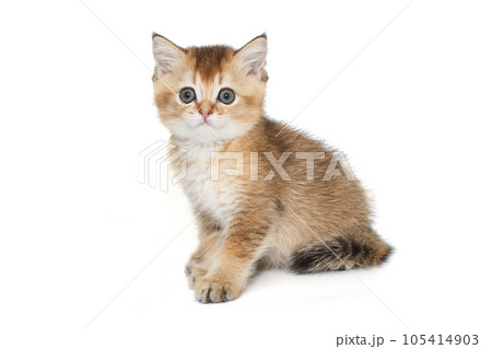 Small, funny Scottish kitten Small, funny Scottish kitten 105414903