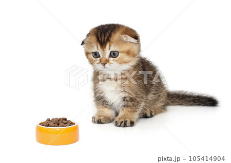 Small Scottish fold kitten and a bowl of dry food 105414904