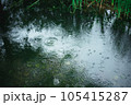 池に注ぐ雨と波紋 105415287