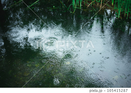 池に注ぐ雨と波紋 105415287