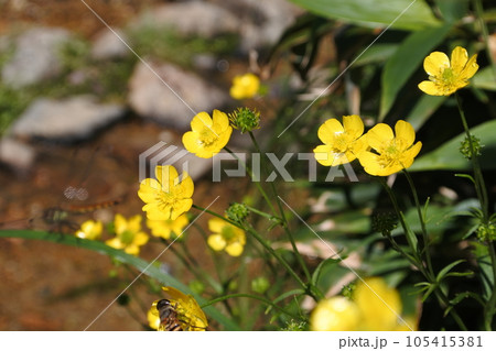 朝日連峰 105415381