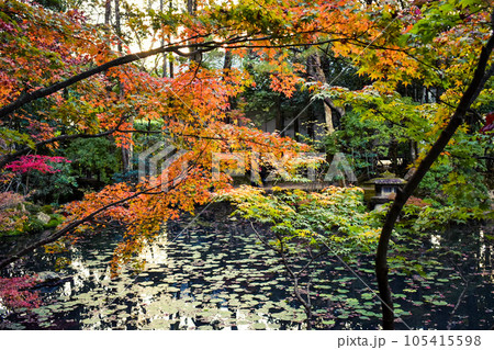【秋の京都観光】南禅院と天授庵_日本庭園の紅葉 105415598