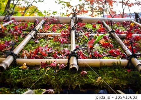 【秋の京都観光】南禅院と天授庵_日本庭園の紅葉 105415603