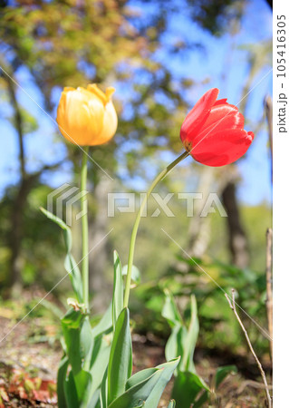 赤いチューリップ 105416305