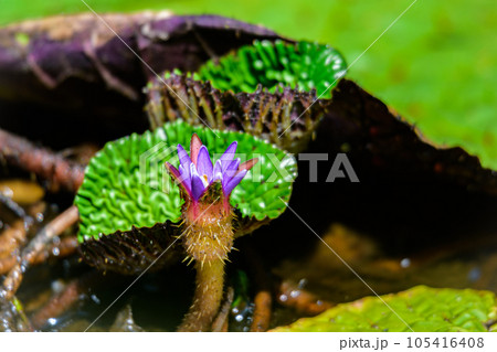 オニバスの花 オニバスの花 105416408