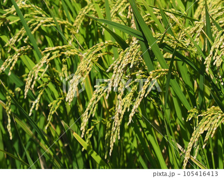 Rice field (日本の稲作/Japan) Rice field (日本の稲作/Japan) 105416413