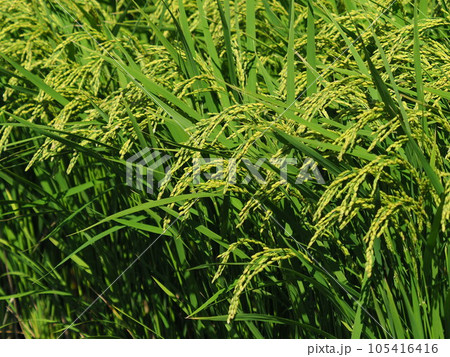 Rice field (日本の稲作/Japan) 105416416