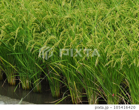 Rice field (日本の稲作/Japan) 105416420