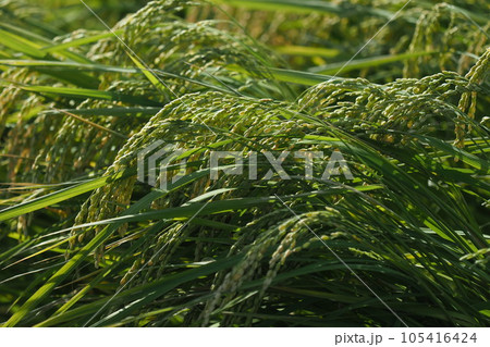 Rice field (日本の稲作/Japan) Rice field (日本の稲作/Japan) 105416424