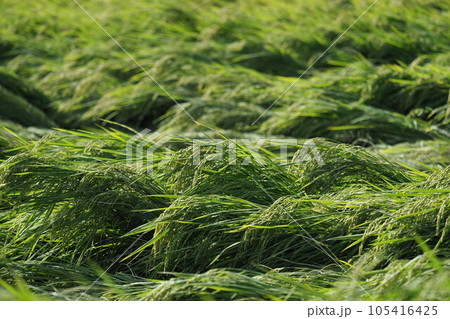 Rice field (日本の稲作/Japan) Rice field (日本の稲作/Japan) 105416425