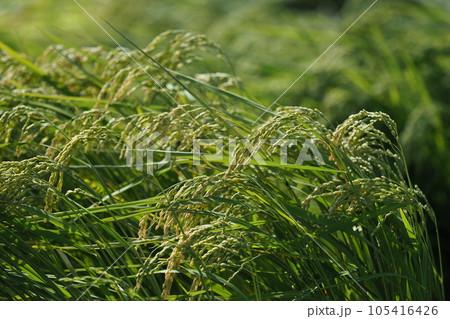 Rice field (日本の稲作/Japan) Rice field (日本の稲作/Japan) 105416426