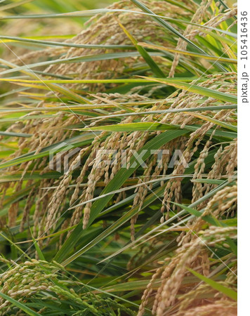 Rice field (日本の稲作/Japan) 105416436