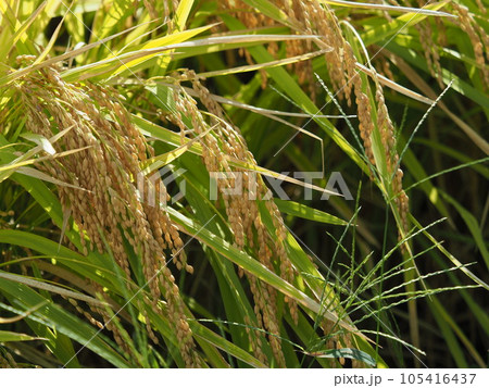 Rice field (日本の稲作/Japan) Rice field (日本の稲作/Japan) 105416437