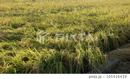 Rice field (日本の稲作/Japan) Rice field (日本の稲作/Japan) 105416439