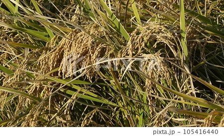 Rice field (日本の稲作/Japan) Rice field (日本の稲作/Japan) 105416440