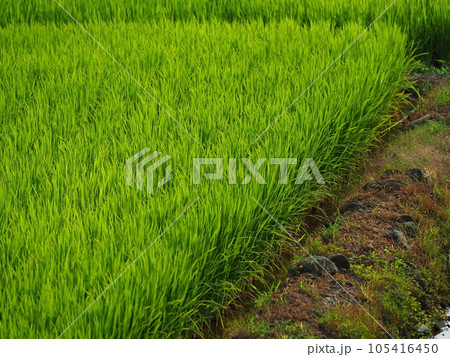 Rice field (日本の稲作/Japan) Rice field (日本の稲作/Japan) 105416450