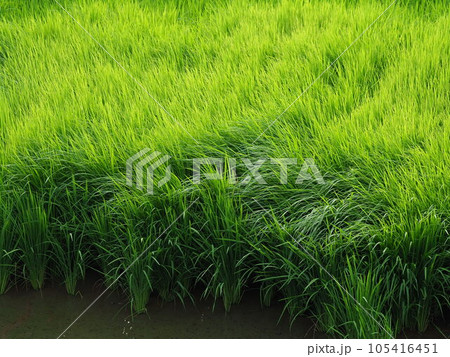 Rice field (日本の稲作/Japan) 105416451