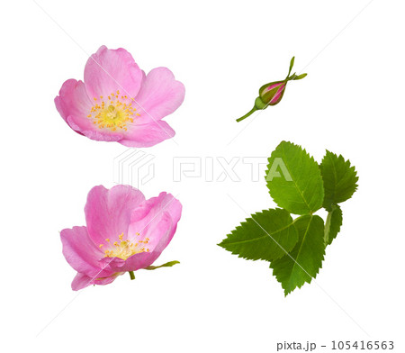 Set of wild rose flowers, buds and leaves isolated 105416563