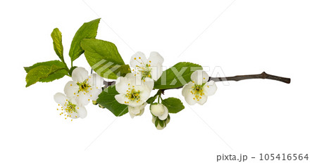Fresh flowers and leaves of prunus tree isolated 105416564