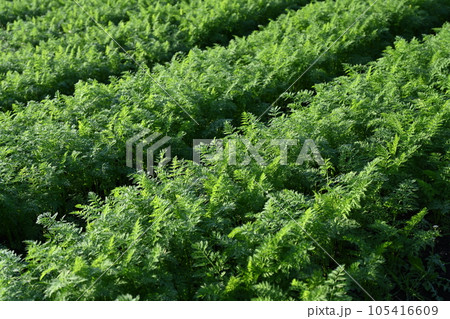にんじん畑(Carrot field) にんじん畑(Carrot field) 105416609