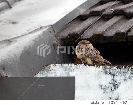 The savanna nightjar, sometimes also allied nightjar or Franklin's nightjar, (Caprimulgus affinis) is a species of nightjar found in South and Southeast Asia.  105416629