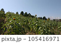 晩夏のヒマワリ畑 105416971